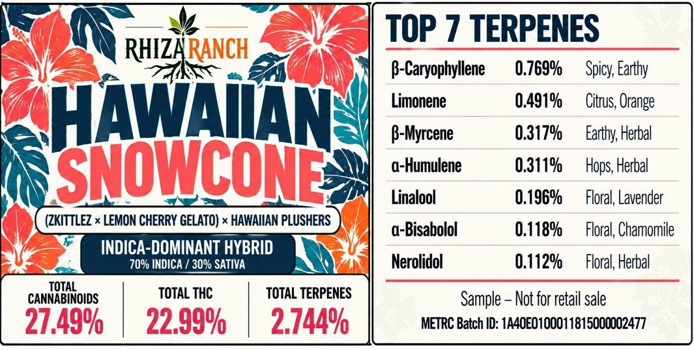 10G - RHIZA RANCH - HAWAIIAN SNOWCONE