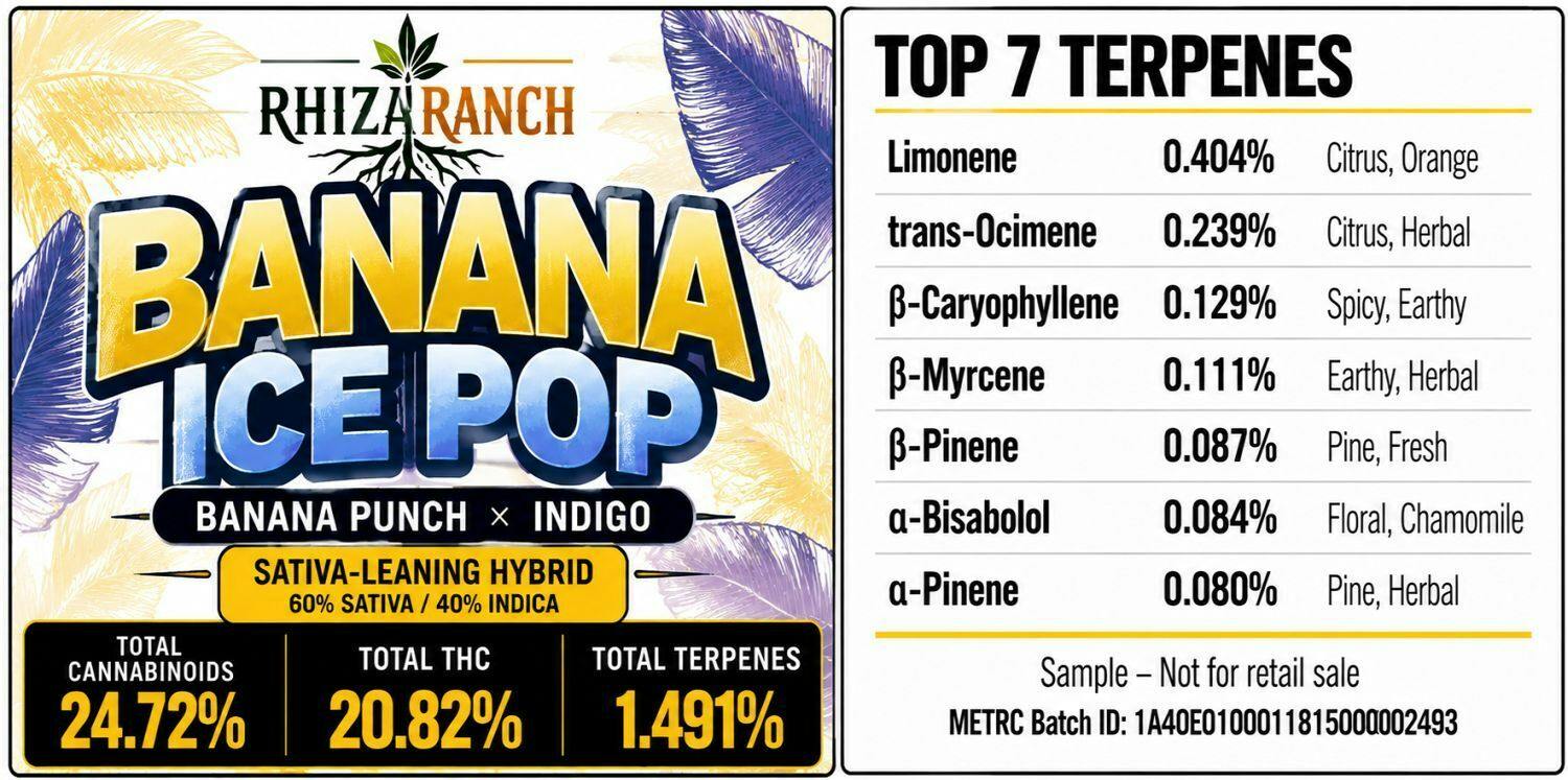 10G - RHIZA RANCH - BANANA ICE POP