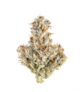 White Truffle - Mota Bloom - 1/8