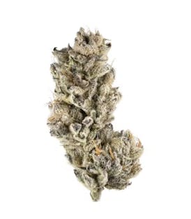 Black Cherry Punch - Purple Punch x Black Cherry Pie - Mota Bloom
