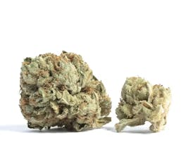 Gold Dust - Rainbow Runtz X Scotty 2 Hotty