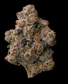 Seed Junky | Red Eye | Deli Flower