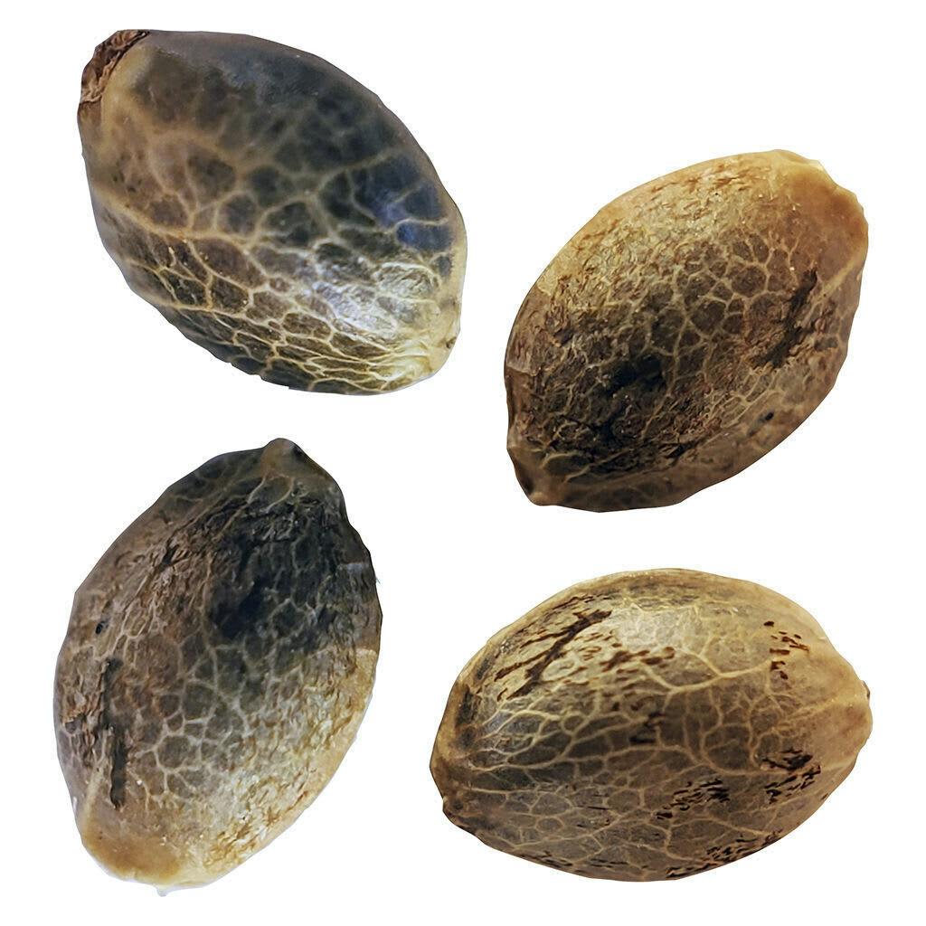 BC West Coast Feminized Seed Multi Pack 4 Pack Seeds C032