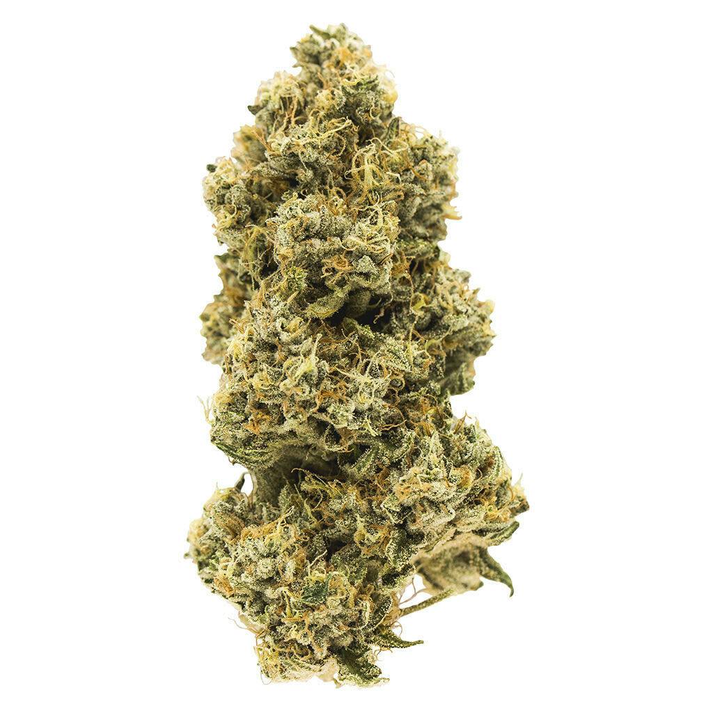 Animal Face 7g Dried Flower F115