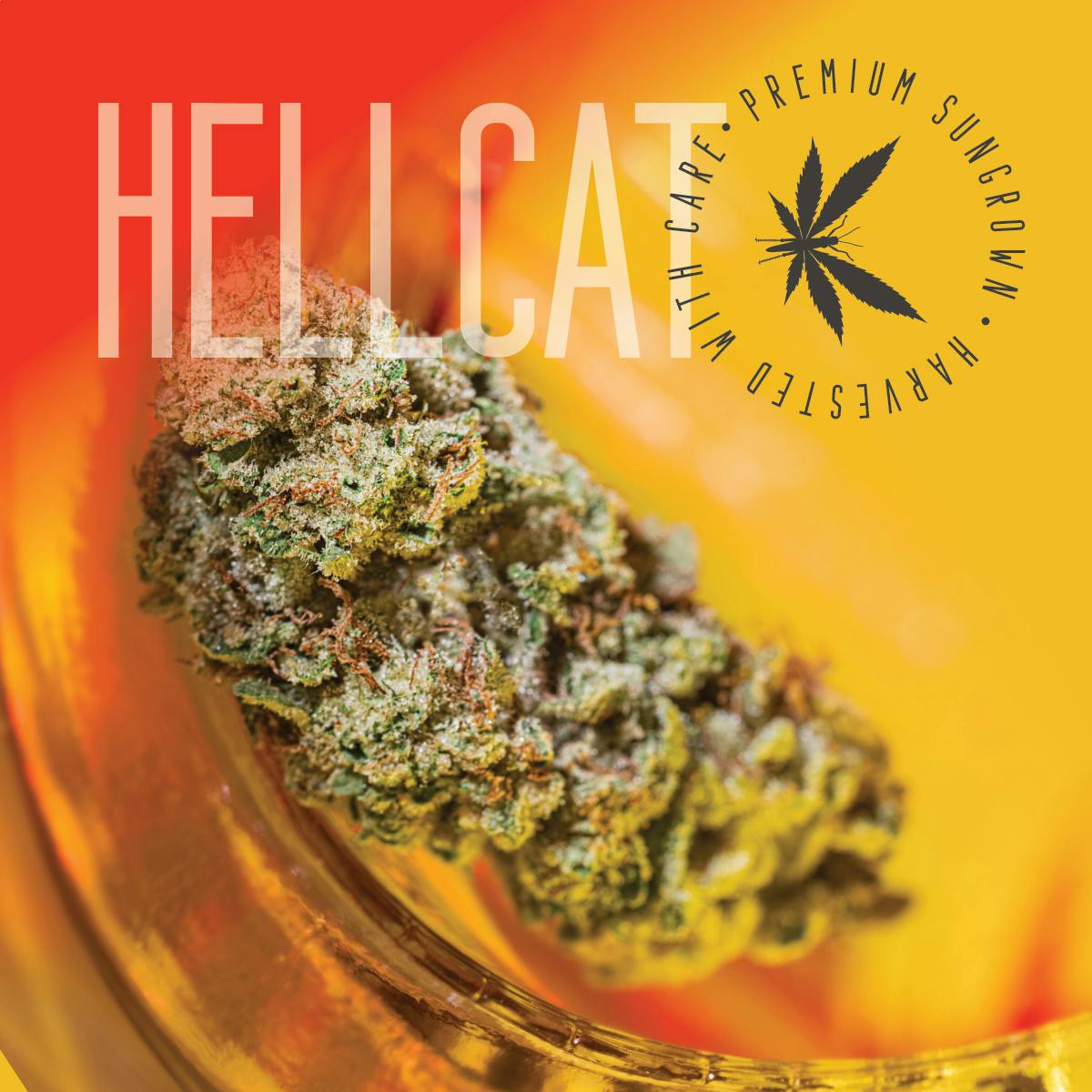 Hell Cat (SUN GROWN)