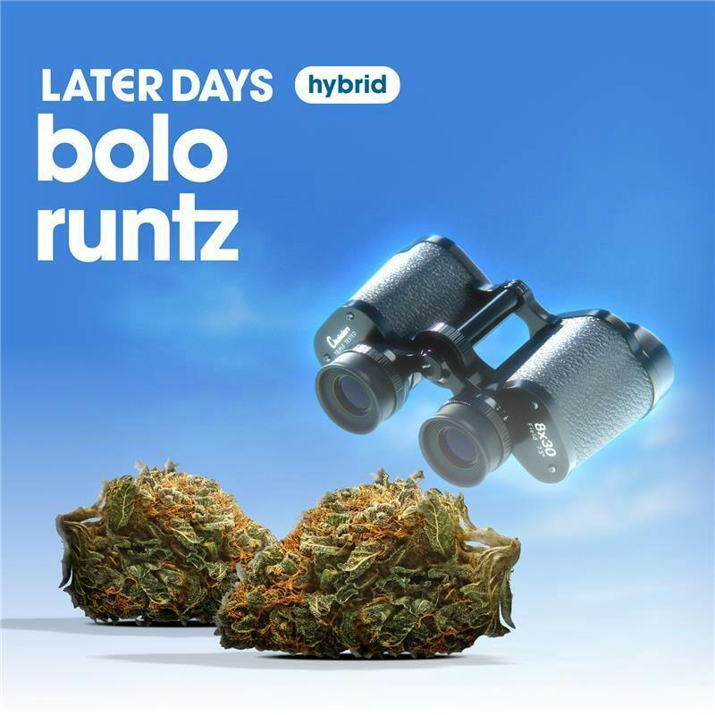 Bolo Runtz Flower at AYR Cannabis Dispensary Gainesville