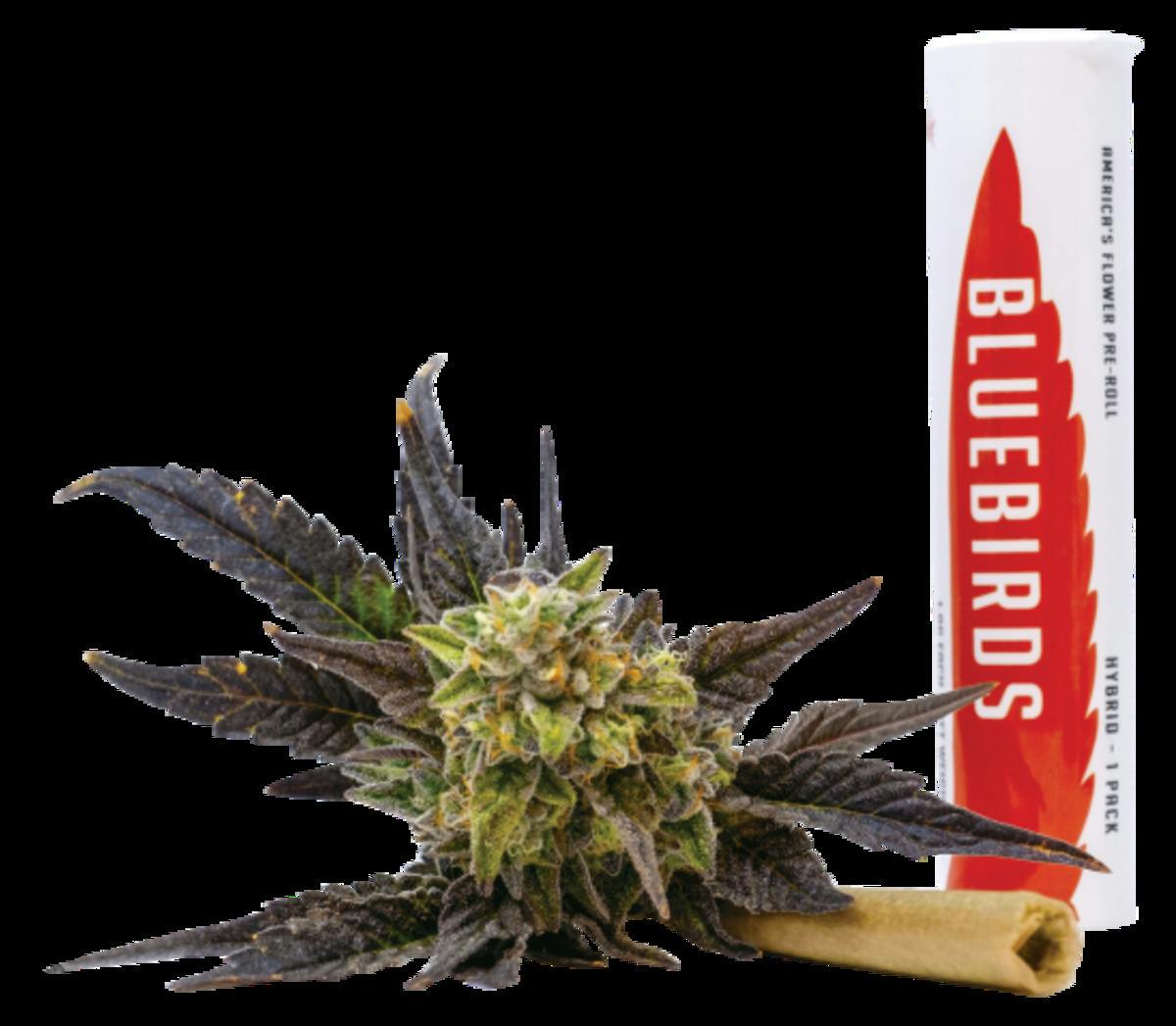 Orange Creamsicle 1pk