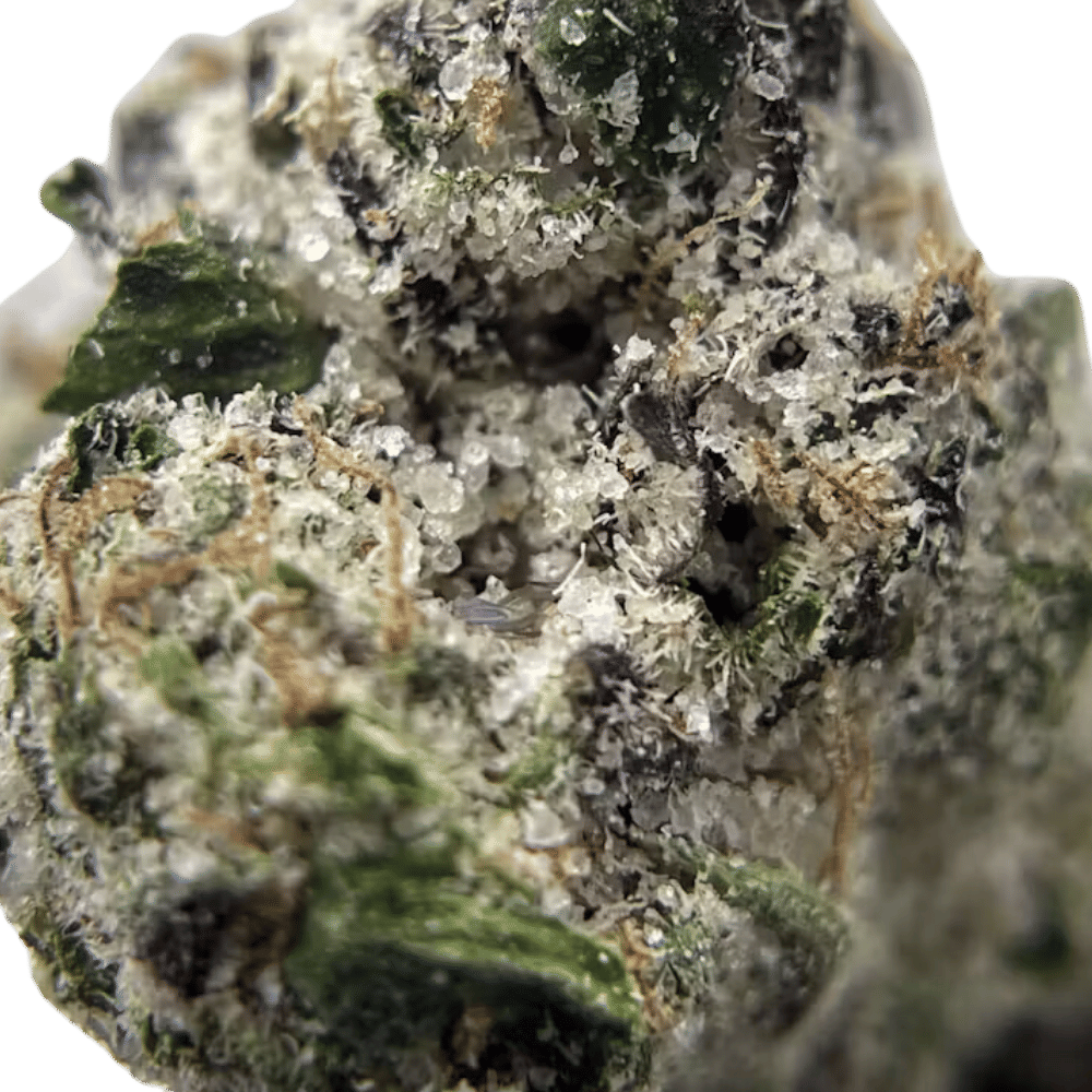 Black Pearl - 3.5g Treasure Island - 3.5 grams