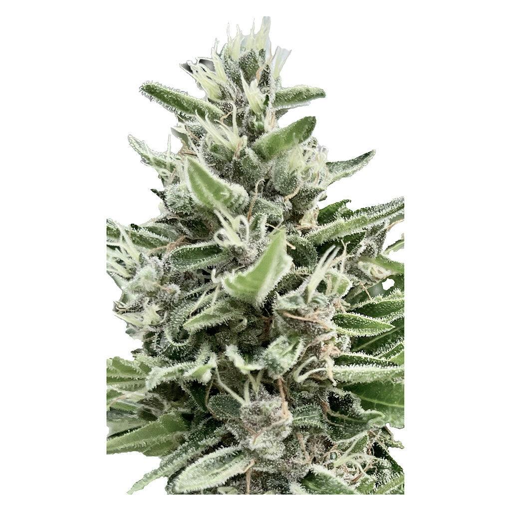 Clone Collector Seed Bank - Apple Truffle Breath - Feminized - Indica - 4 Pack