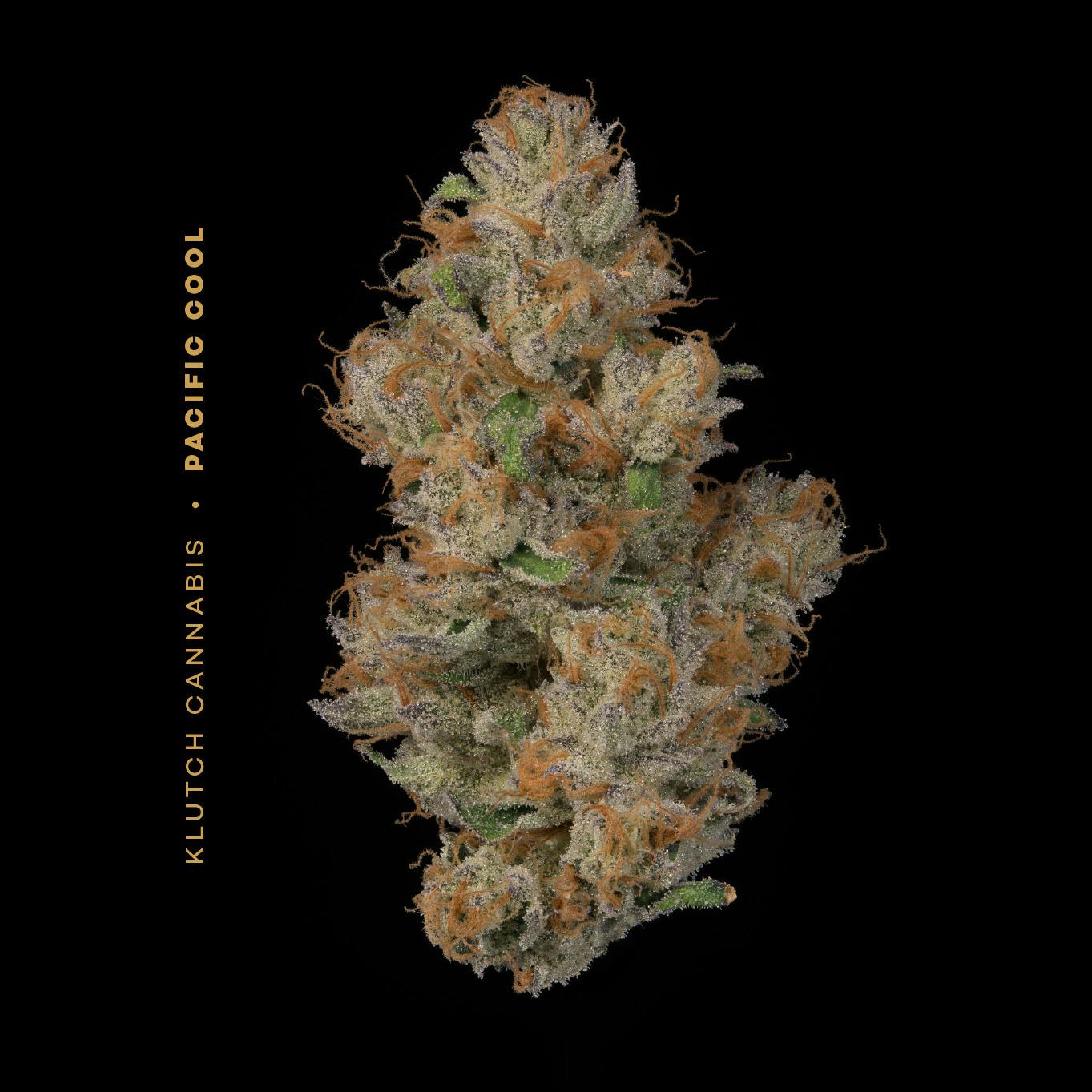 Pacific Cool | Flower