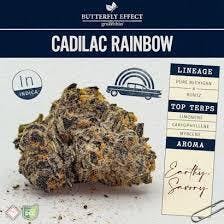 Cadilac Rainbow | Flower