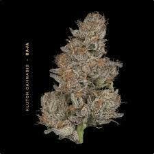 Baja | Flower 1