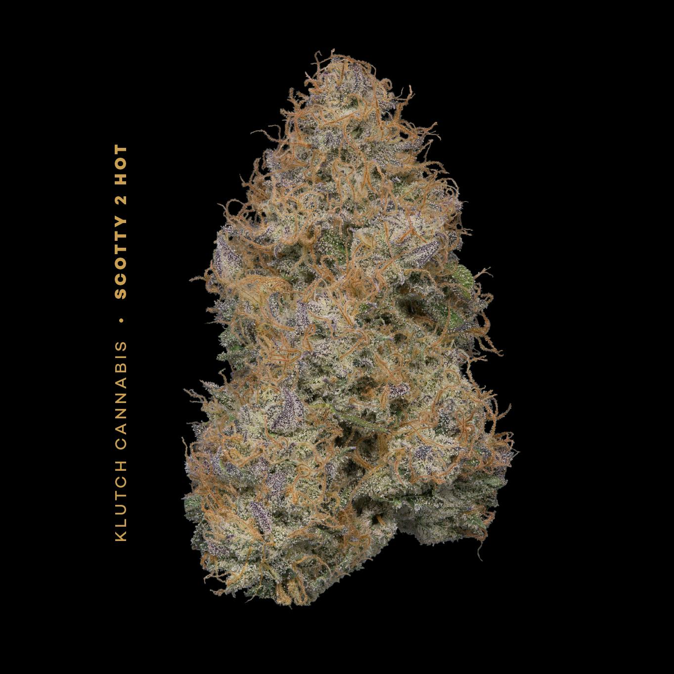 Scotty 2 Hot | Flower