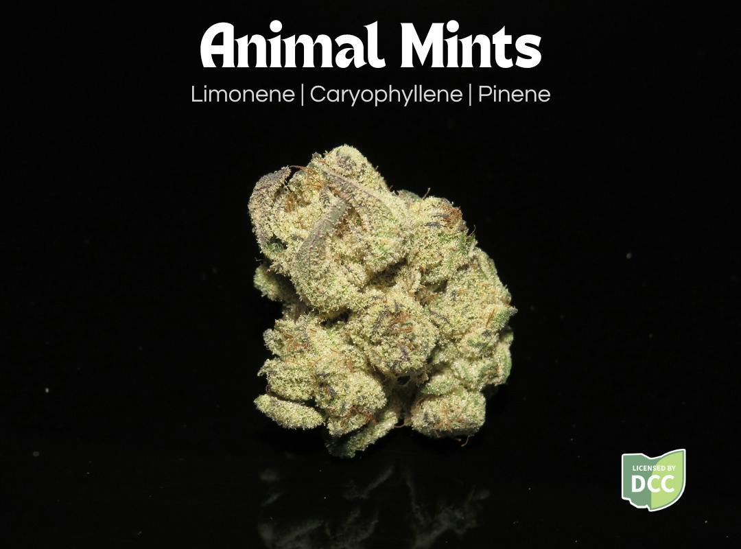 Animal Mints | Flower