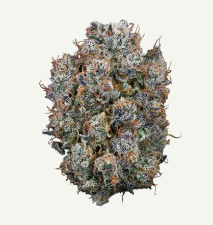 Blueberry Chocolope | Flower