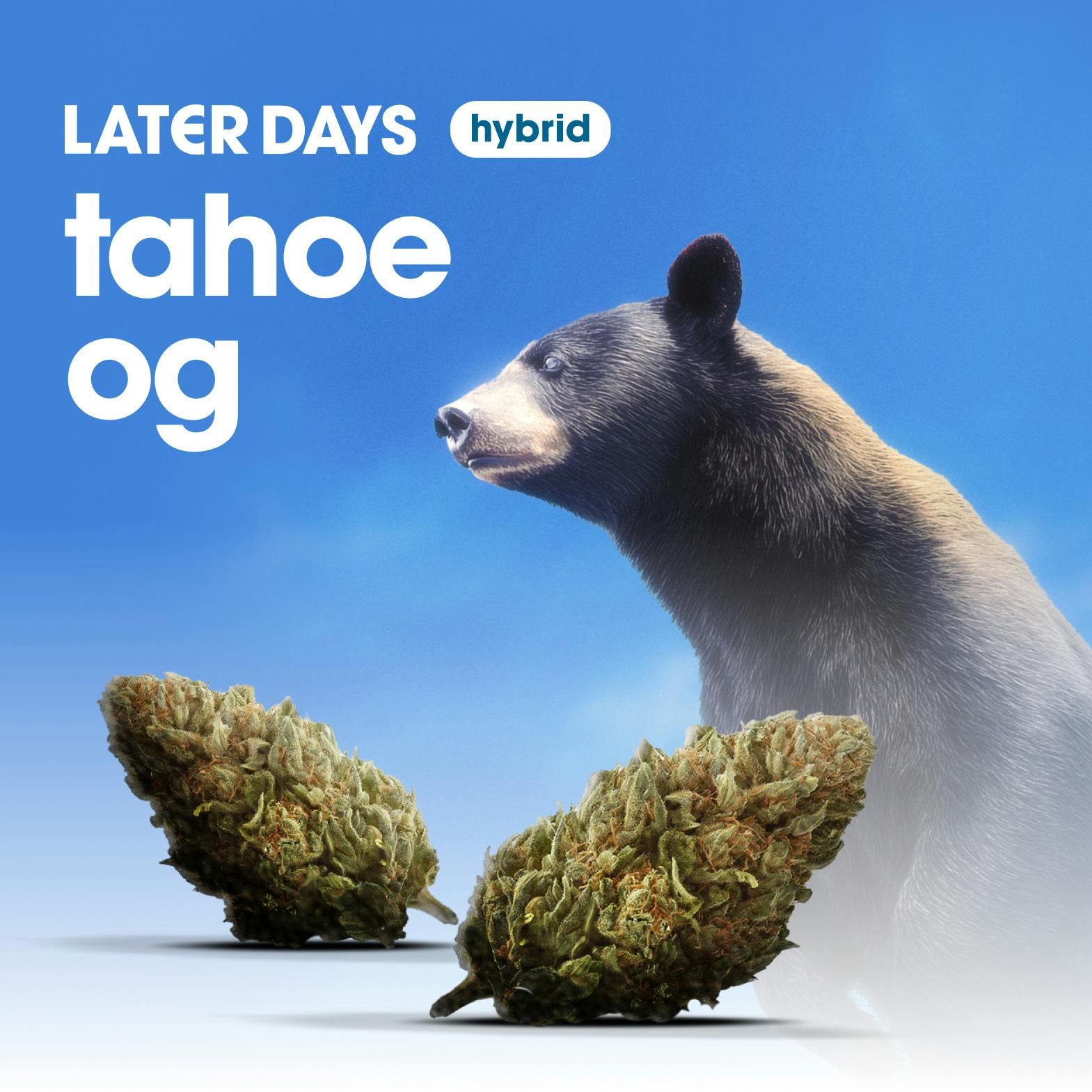 Tahoe OG Flower at AYR Cannabis Dispensary Sebring