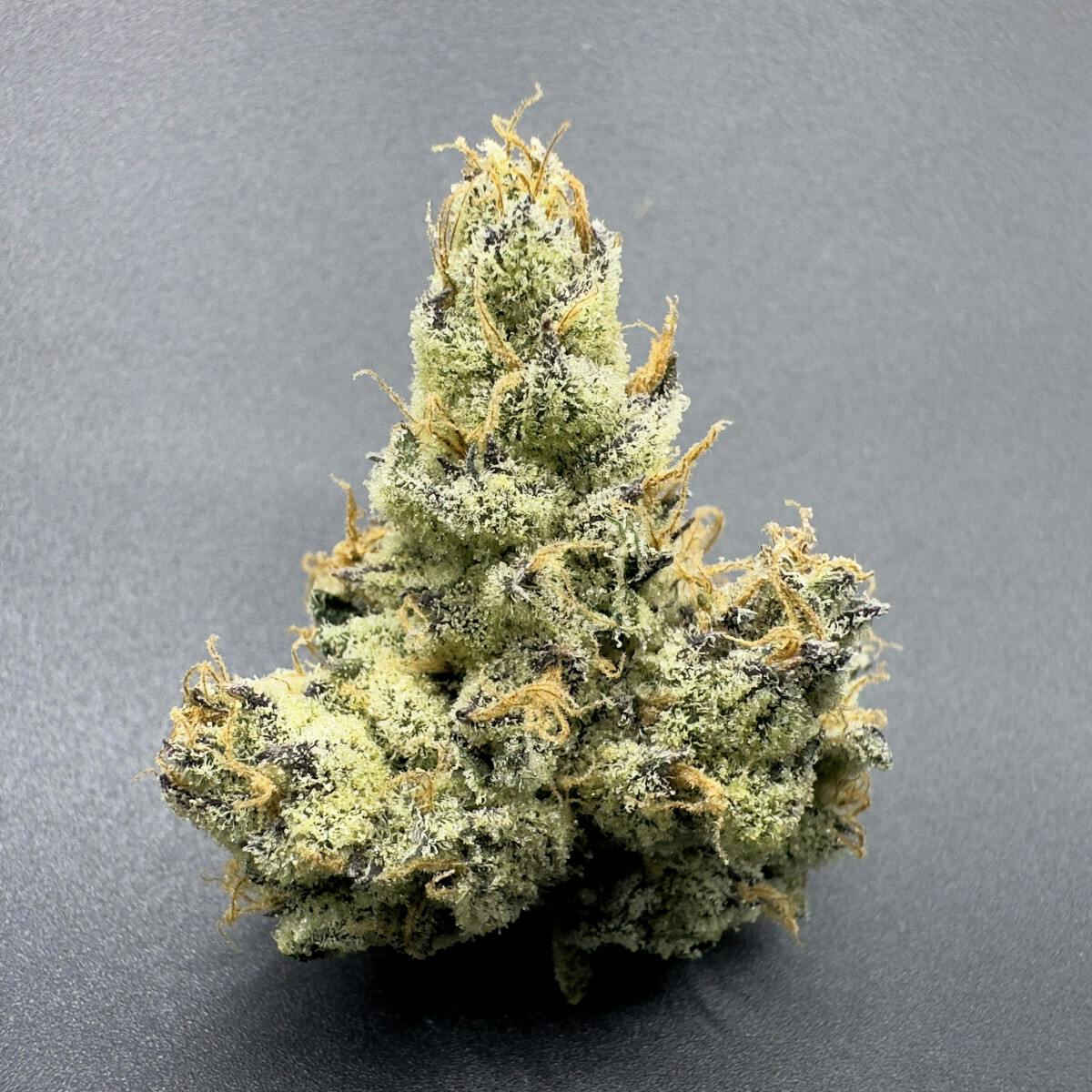 Frosted Fire - Cream Royal - Flower