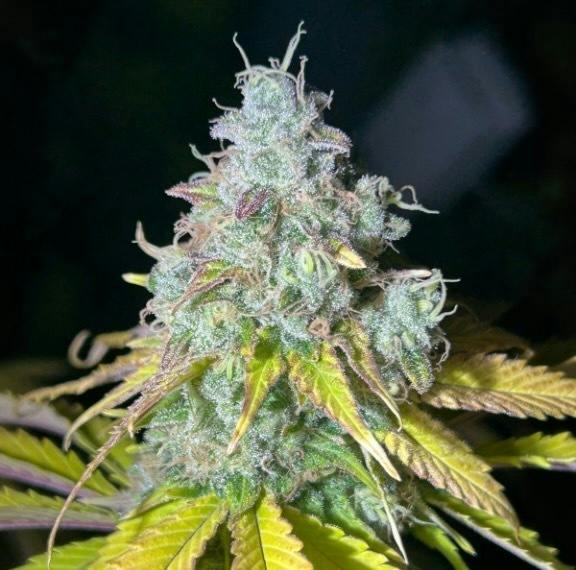 Maine Grown - Lucinda - 3.5G