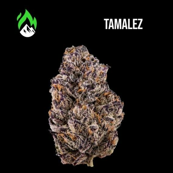 Wildfire - Tamalez - Flower