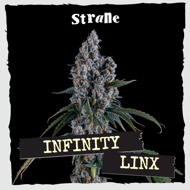 Strane | Flower | at Stoked Dispensary