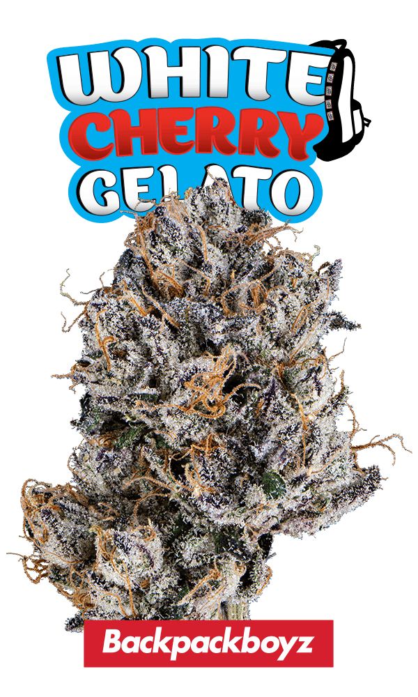 White Cherry Gelato Eighth