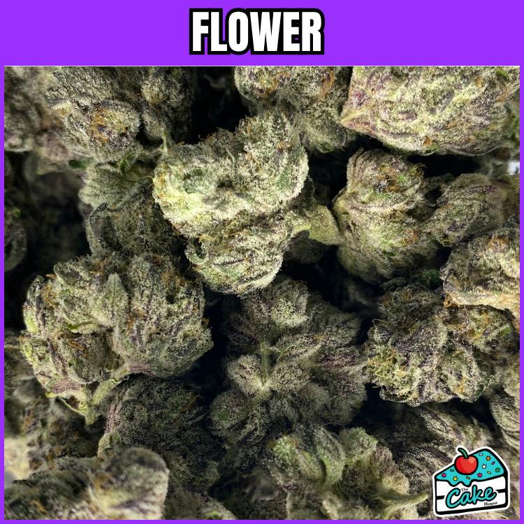 Mitten Canna - Flower - Kool Aid Cobbler