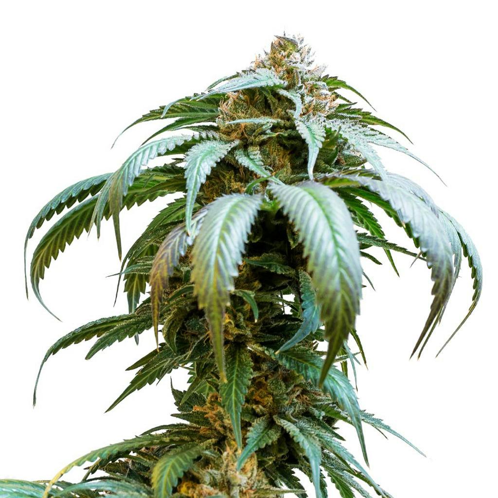 34 Street Seed Co. - Bubba Kush Seeds (Feminized) - 5 Pack
