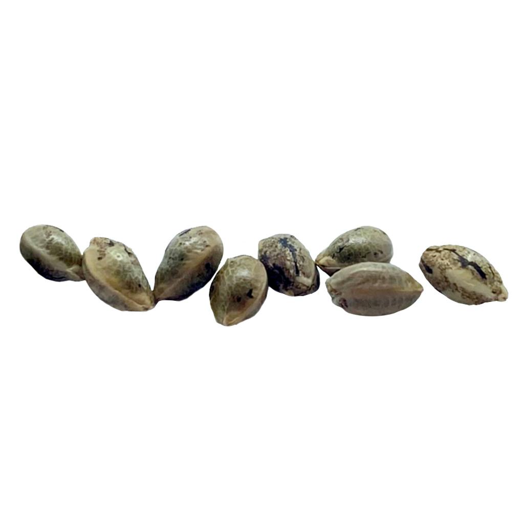 Ancestral Seeds - Durban Violette Feminized Seeds - 8 Pack