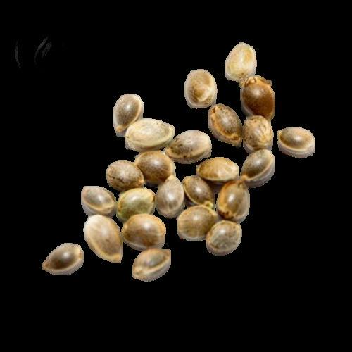 Eclectic - Woosah Select Feminised Seeds - 5 Pack