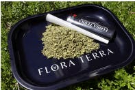Flora Terra - Lemon Cherry Gelato x Bx1 7g Ready to Roll