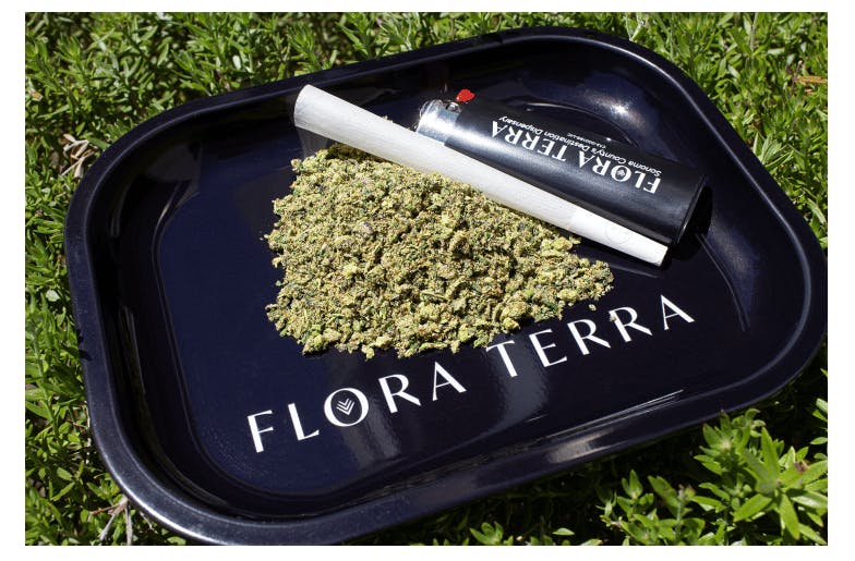 Sonoma Daze - — Obama Runtz Ready To Roll