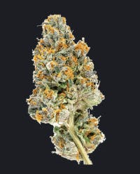 Luci Canna Co. - Gatorback 3.5g