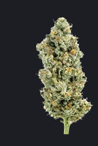 Luci Canna Co.: Toad Venom