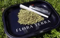 Flora Terra -: Medusa Ready To Roll