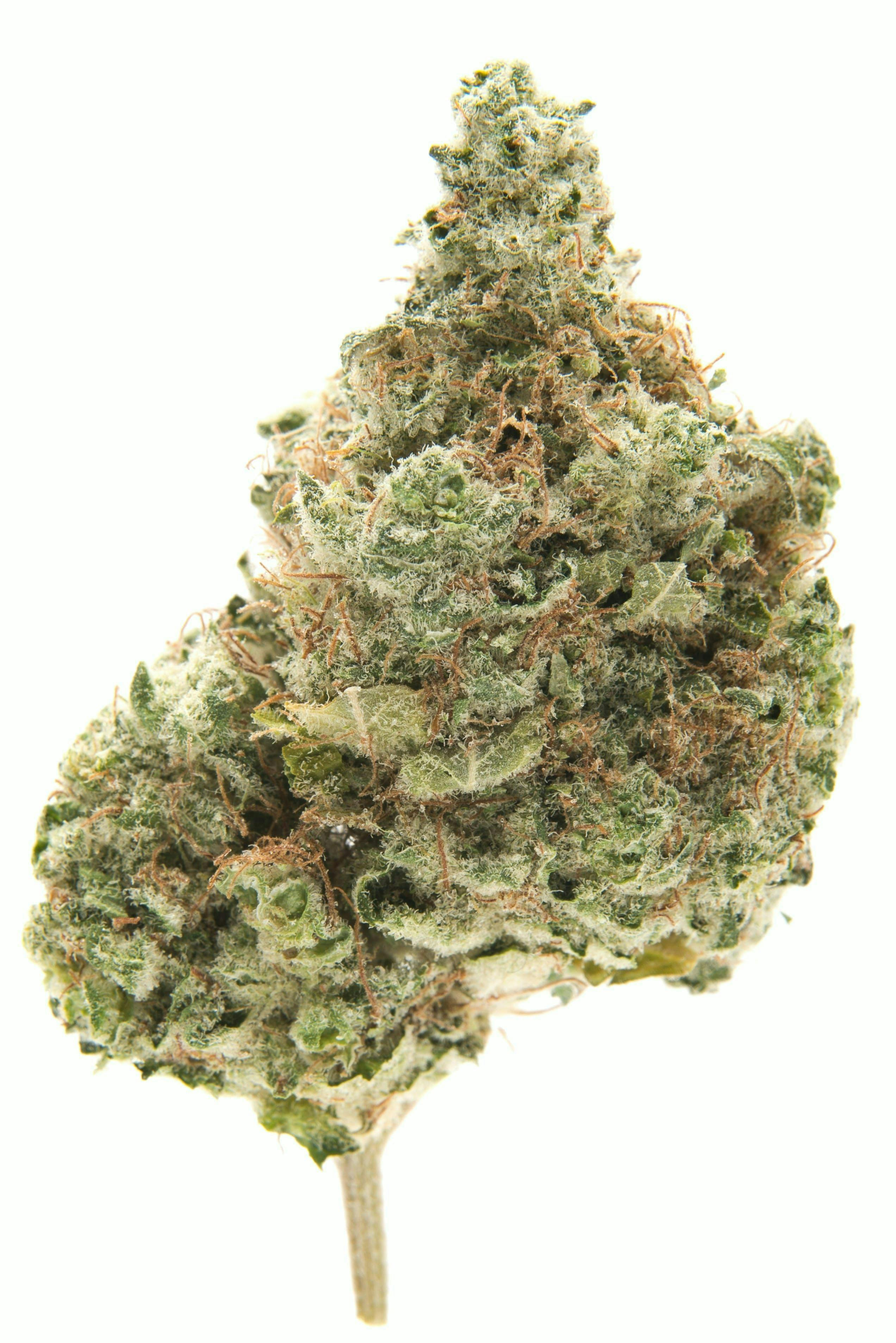 HIGHWAY HORTICULTURE | HASHPLANT | BULK | INDICA/HYBRID