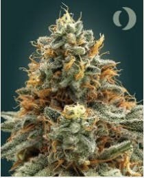 Pre-Packaged-IX | Unbound | Hawaiian Fanta | 3.5g