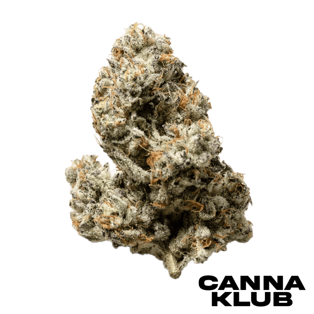 ZEST MINTS 1.2G SNOW GLOBE at Canna Klub Rose City, Recreational Marijuana Dispensary