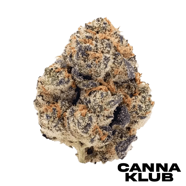 HINDU HOUND 28G SUNKISSED
