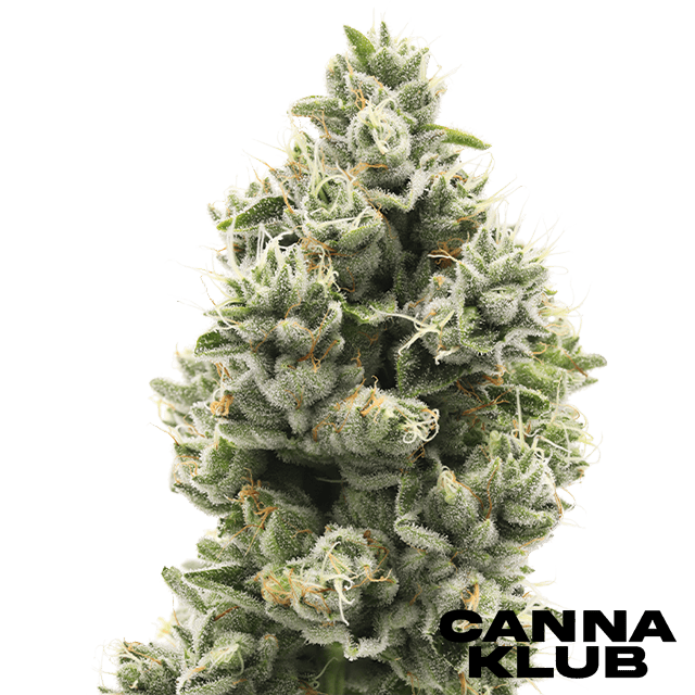 THE SWEETIES #7 3.5G