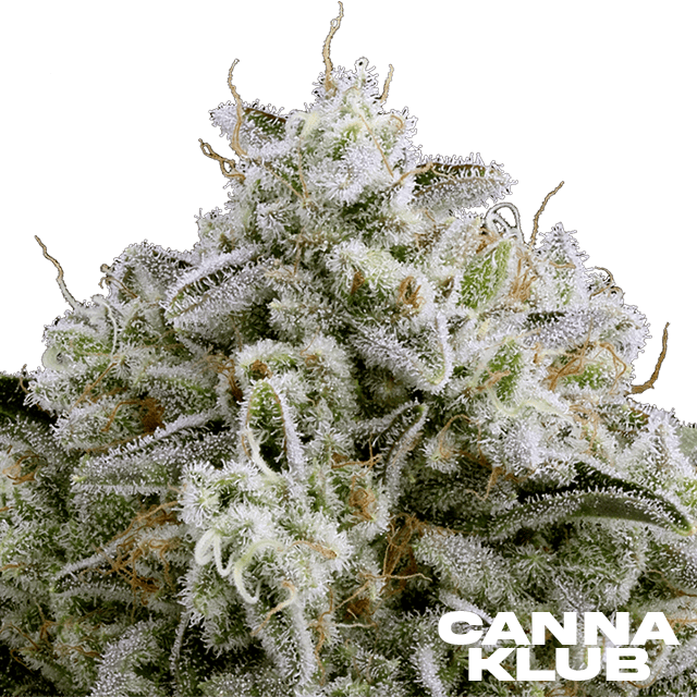 MOONBOW IX #1 3.5G LIVING SOIL ORGANIC