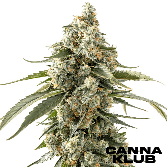 GREEN CRACK 28G SUNKISSED LIVING SOIL ORGANIC *2 FOR 80*