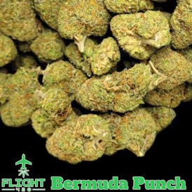 River Bend 420 Inc Bermuda Punch Flower 19.59% H S