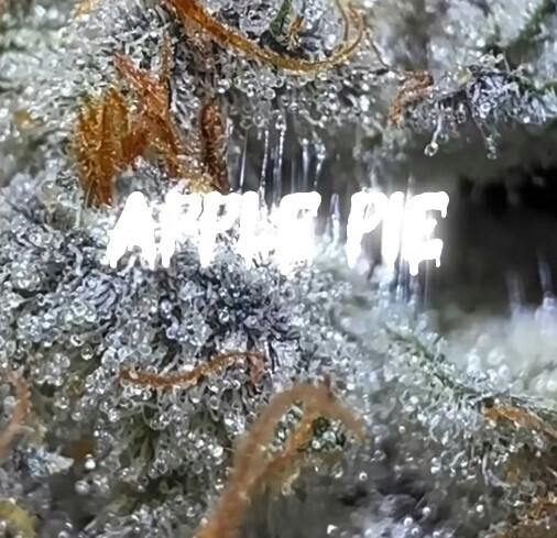 Oklahoma Outlawz 3.5g Flower Apple Pie 22.58% S
