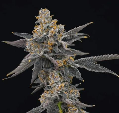 Greener Side 3.5g Flower Berry Blender 22.40% SH