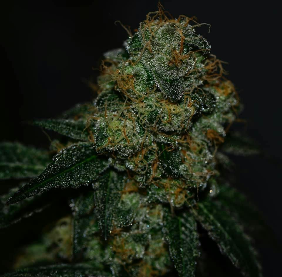 Platinum Farms 3.5g Octane Mintz Flower 30.15% IH