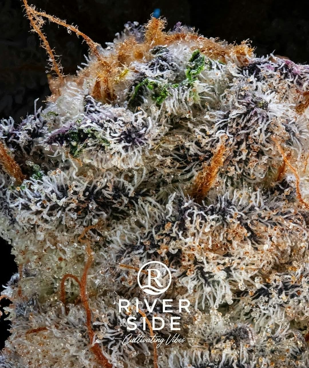 Riverside Botanicals 14g Y Play Smalls 30.321% IH