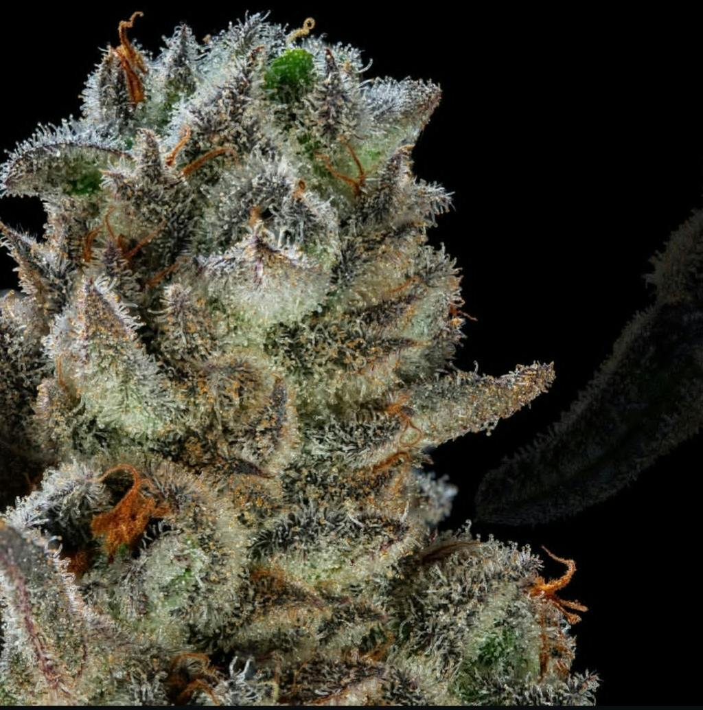 Riverside Botanicals 14g Platinum Life Hack Smalls 29.617% IH