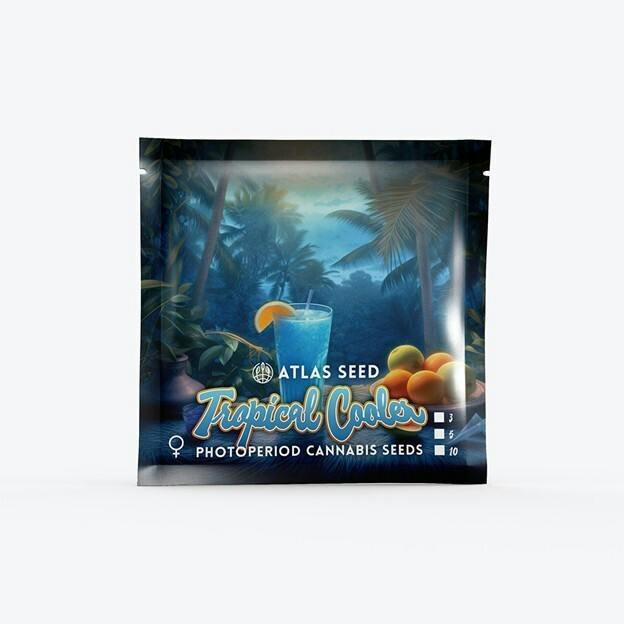 Tropical Cooler - Sativa - Feminized Photoperiod - 3 Pack Atlas Seeds at Healing Harvest Dispensary