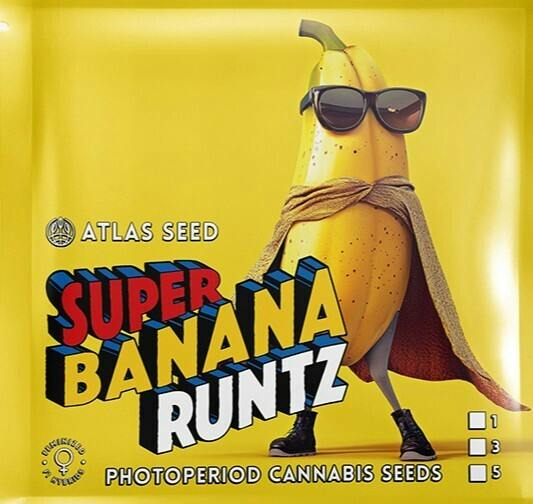 Super Banana Runtz - Hybrid - Feminized Photoperiod - 3 Pack Atlas Seeds at Healing Harvest Dispensary