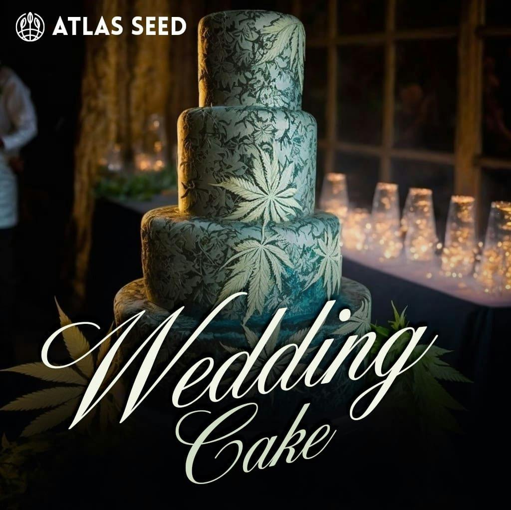 Wedding Cake - Indica - Feminized Autoflower - 3 Pack Atlas Seeds at Healing Harvest Dispensary